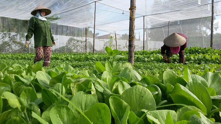 Ý tưởng kinh doanh online thực phẩm sạch