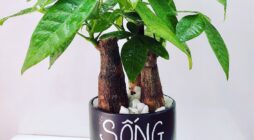 Thông điệp trong từng chậu cây